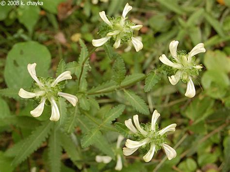 Pedicularis lanceolata (Swamp Lousewort): Minnesota Wildflowers