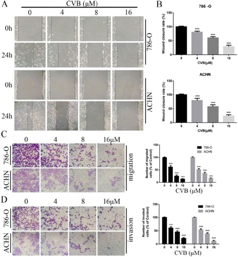 Cvb Inhibits The Migration And Invasion Of Ccrcc Cells A B 786 O