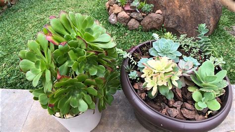 SUCULENTAS AEONIUM A MELHOR coloração Como fazer mudas e Cuidar