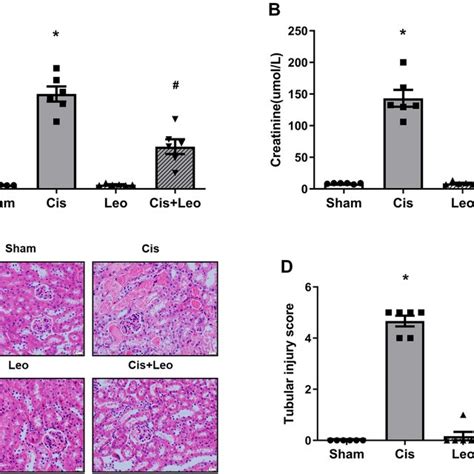 Leonurine Ameliorates Cisplatin Induced Kidney Injury A Blood Urea