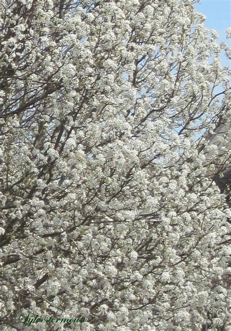 Flowering Pear Trees - Easy Backyard Gardening