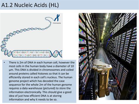 SOLUTION: Ibdp biology a1 2 nucleic acids hl only - Studypool 