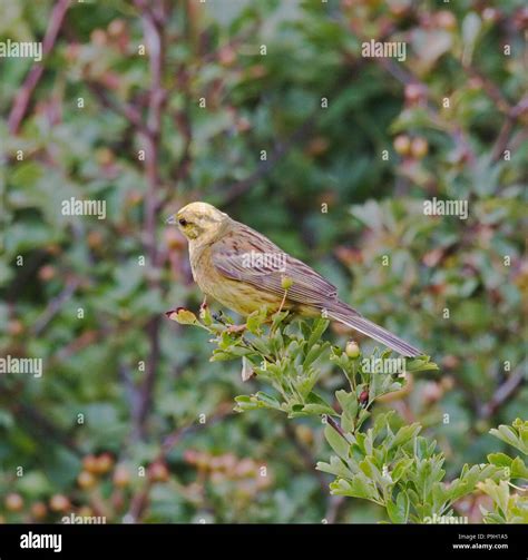 St Helens UK Stock Photo - Alamy