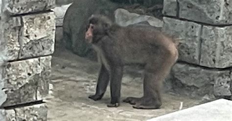 北九州市のサル、なぜ人を襲うのか 負傷者、既に18人 写真特集13 毎日新聞