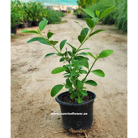 Clerodendrum Inerme Dumdum Plant 20cm Sunrise Flower