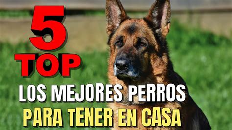 Descubre Las 10 Mejores Razas De Perros Ideales Para Tener En Casa En 2021 Tulipan Blanco