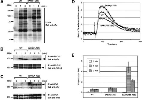 Regulation Of BCR Induced Calcium Mobilization By BANK A