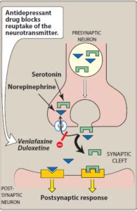 Venlafaxine - BioPharma Notes