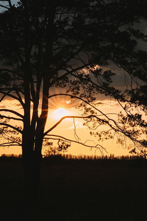 Silhouette of Tree during Sunset · Free Stock Photo