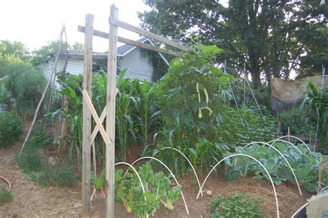 Midwestern Garden Trumpet Zucchini Rampicante And Trellis