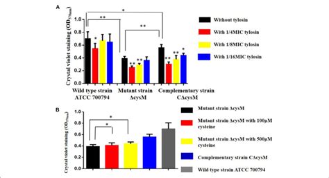 A Biofilm Formation Of The Wild Type Atcc Strain The Mutant