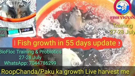 Fish Growth In Days In Biofloc Fish Farming Youtube