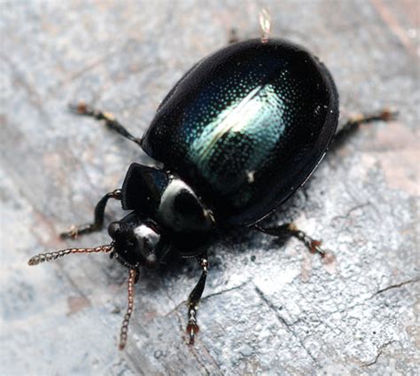 Imported Willow Leaf Beetle Plagiodera Versicolora Bugguidenet