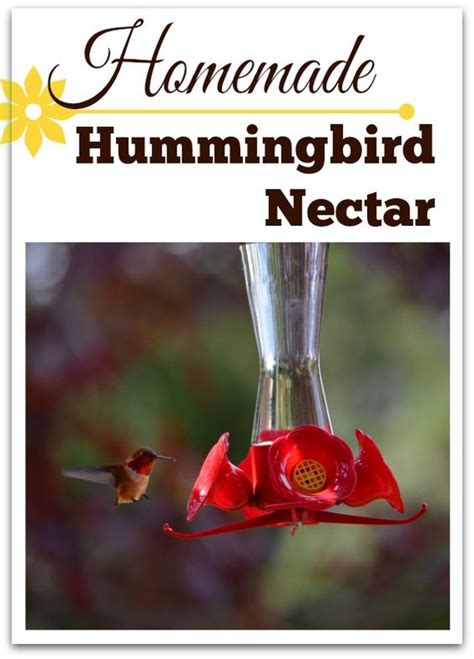 Hummingbird Food Sugar Water Recipe