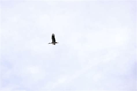 P Ssaro Cegonha Asas Espalhadas Voando Alto No C U Azul Foto Premium