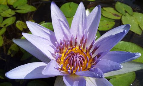 Free Images Blossom Flower Purple Petal Botany Sacred Lotus