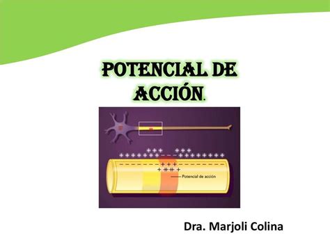 Potencial De Acción Marjoli Colina Udocz