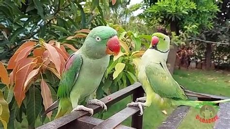 05funny Dancing Indian Ringneck Parrot Trim Trim Compressesd Video Dailymotion