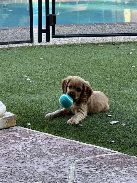 Lady And Her Favorite Toy R Cockerspaniel