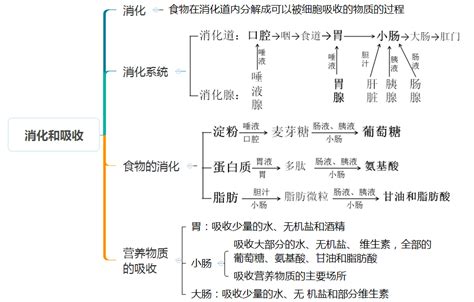 人版七年级生物下册考点 思维导图版 Word文档在线阅读与下载免费文档