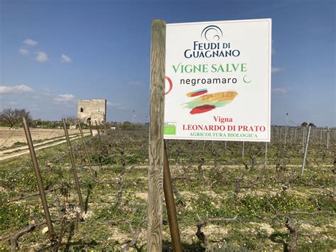 Wine Trekking Guagnano Tra Feudi E Vigne Alla Scoperta Del Parco Del