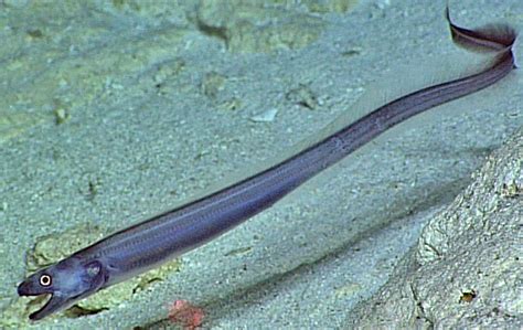 Conger Eel Meet The Sea