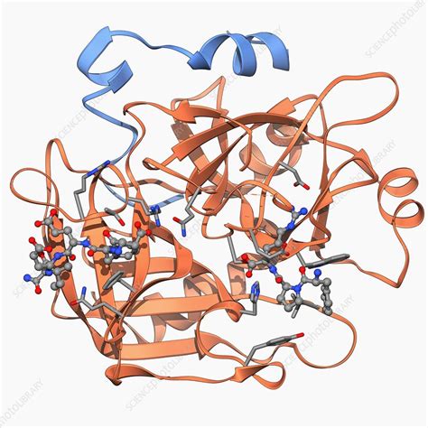 Thrombin Protein Molecular Model Stock Image F Science