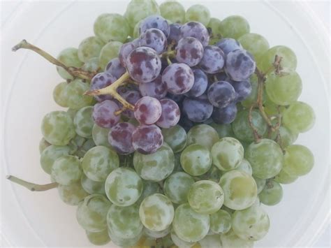 The Best Tasting Grape Varieties – Plant Them in Your Yard!