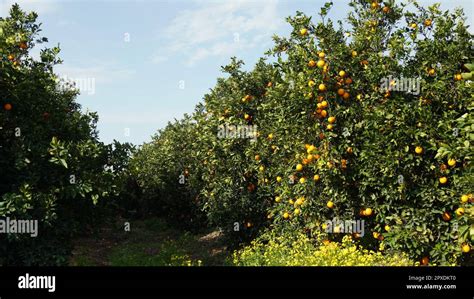 Mandarin tree (Citrus reticulata) with tangerines on its branches Stock ...