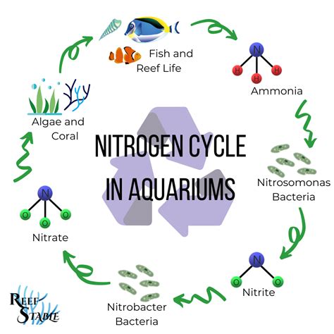 Aquarium Nitrogen Cycle Steps