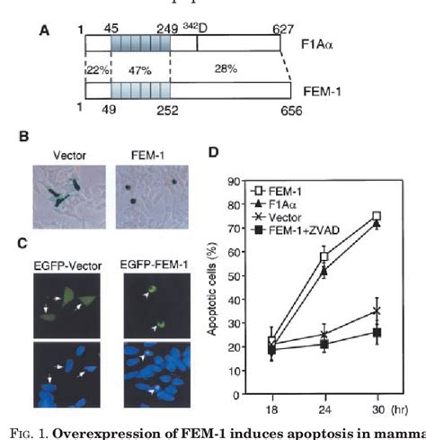 Figure 1 From The Caenorhabditis Elegans Sex Determination Protein Fem