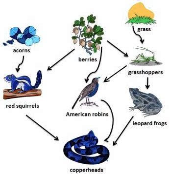 Solved The Diagram Above Shows A Food Web What Is A Food Web A