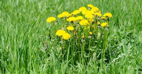 Onkruid Herkennen In Jouw Tuin Graszaaddirect