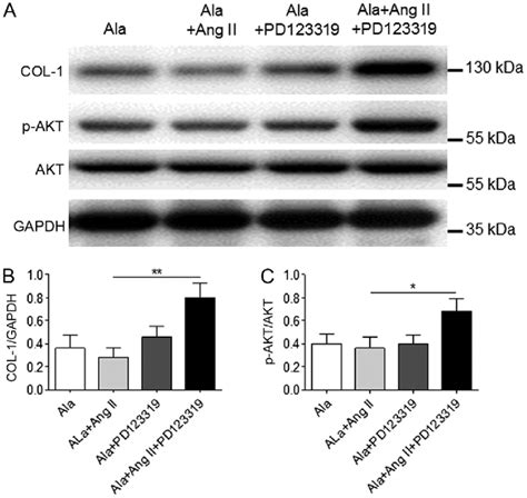 A Mas Related G Protein Coupled Receptor D Antagonist Inhibits The