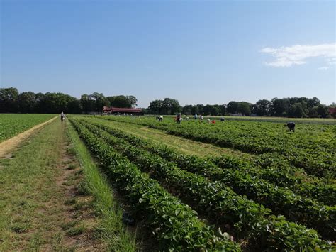 Клубника с поля в Германии | Пикабу