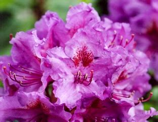 РОДОДЕНДРОН - Рододендрон Lee's Dark Purple