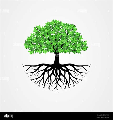 Baum Mit Den Wurzeln Vector Illustration Stock Vektorgrafik Alamy