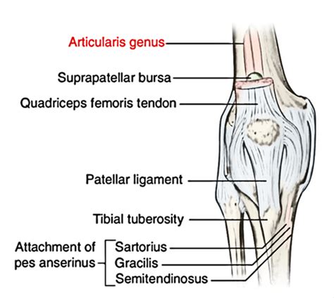 Articularis Genu Earths Lab