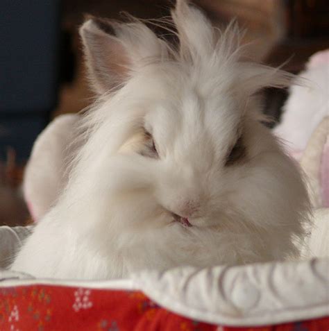 Angora Rabbit