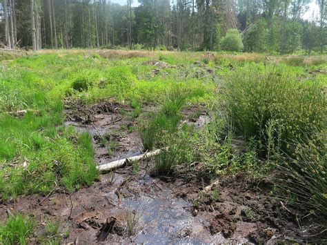 Morrenaturierung Neustadt Hessische Landgesellschaft Mbh