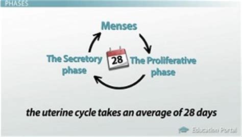 The Uterine Cycle: Phases and Endometrial Changes - Video & Lesson ...