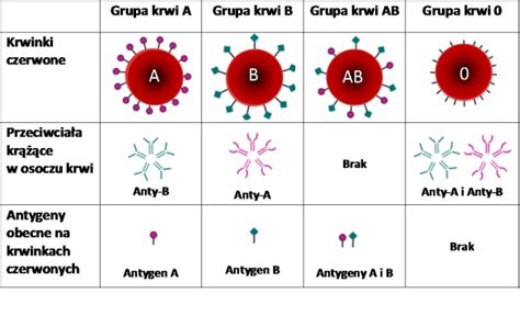 Grupa Krwi Medica Laboratorium Analiz Medycznych Analizy I