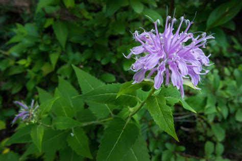 Wild Bergamot Flower CU | Nine Mile Prairie