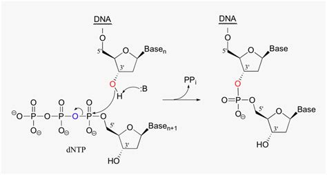 Image130 - Phosphodiester Bond Formation In Dna, HD Png Download ...