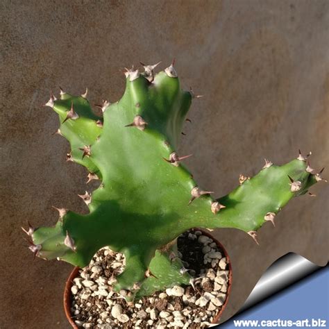 Euphorbia Tortilis