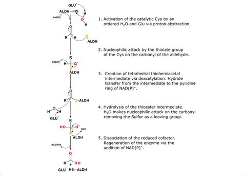 | ALDH reaction mechanism highlighting the five essential steps in the... | Download Scientific ...