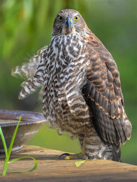 Brown Goshawk • ReWild Perth