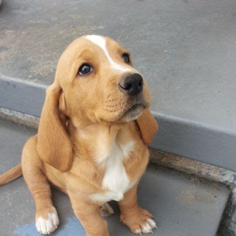 adorable labrador mix breeds  melt  heart