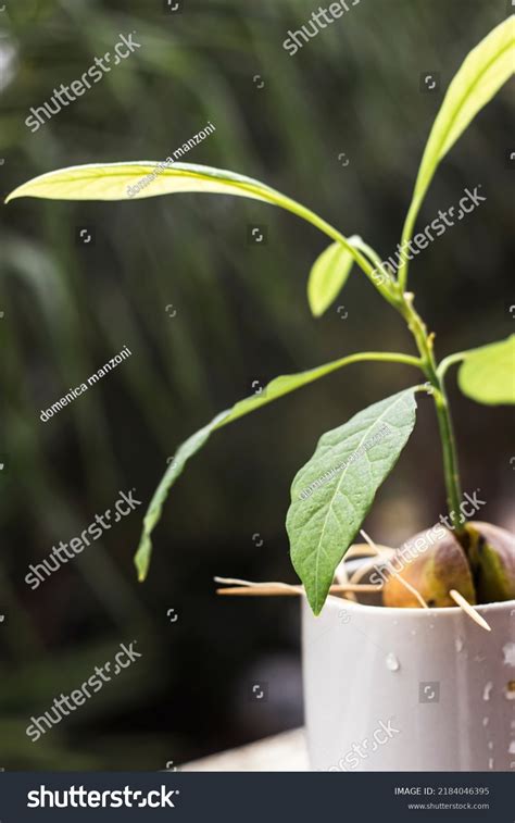 Avocado Plant Growing Stages Life Cycle Stock Photo 2184046395