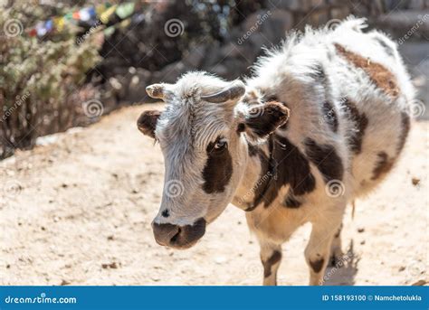 White cow with brown spots stock photo. Image of mammal - 158193100